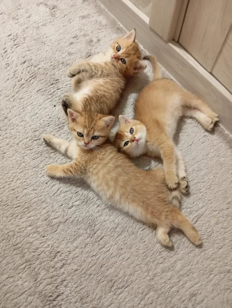 carousel-image-mobile-3