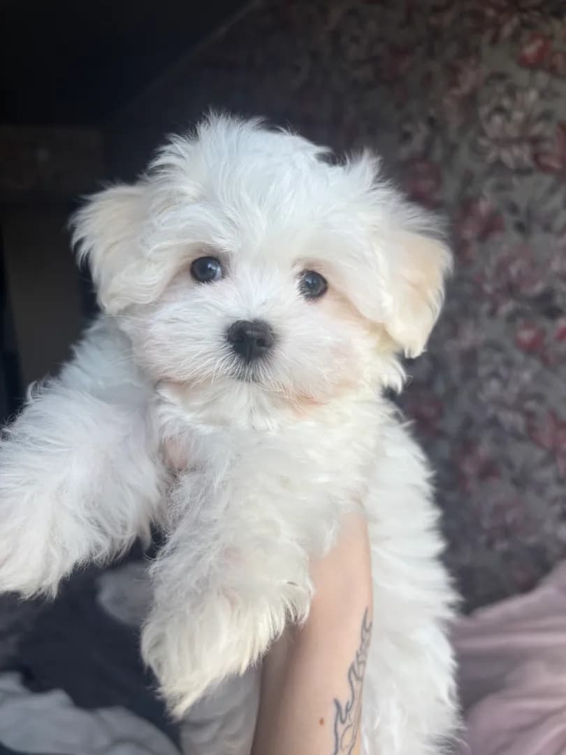 carousel-image-mobile-0